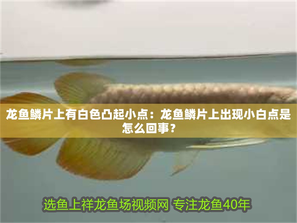 龍魚鱗片上有白色凸起小點:龍魚鱗片上出現小白點是怎么回事? 龍魚百科 第1張 龍魚鱗片上有白色凸起小點:龍魚鱗片上出現小白點是怎么回事? 龍魚鱗片上有白色凸起小點:龍魚鱗片上出現小白點是怎么回事? 龍魚百科 第1張