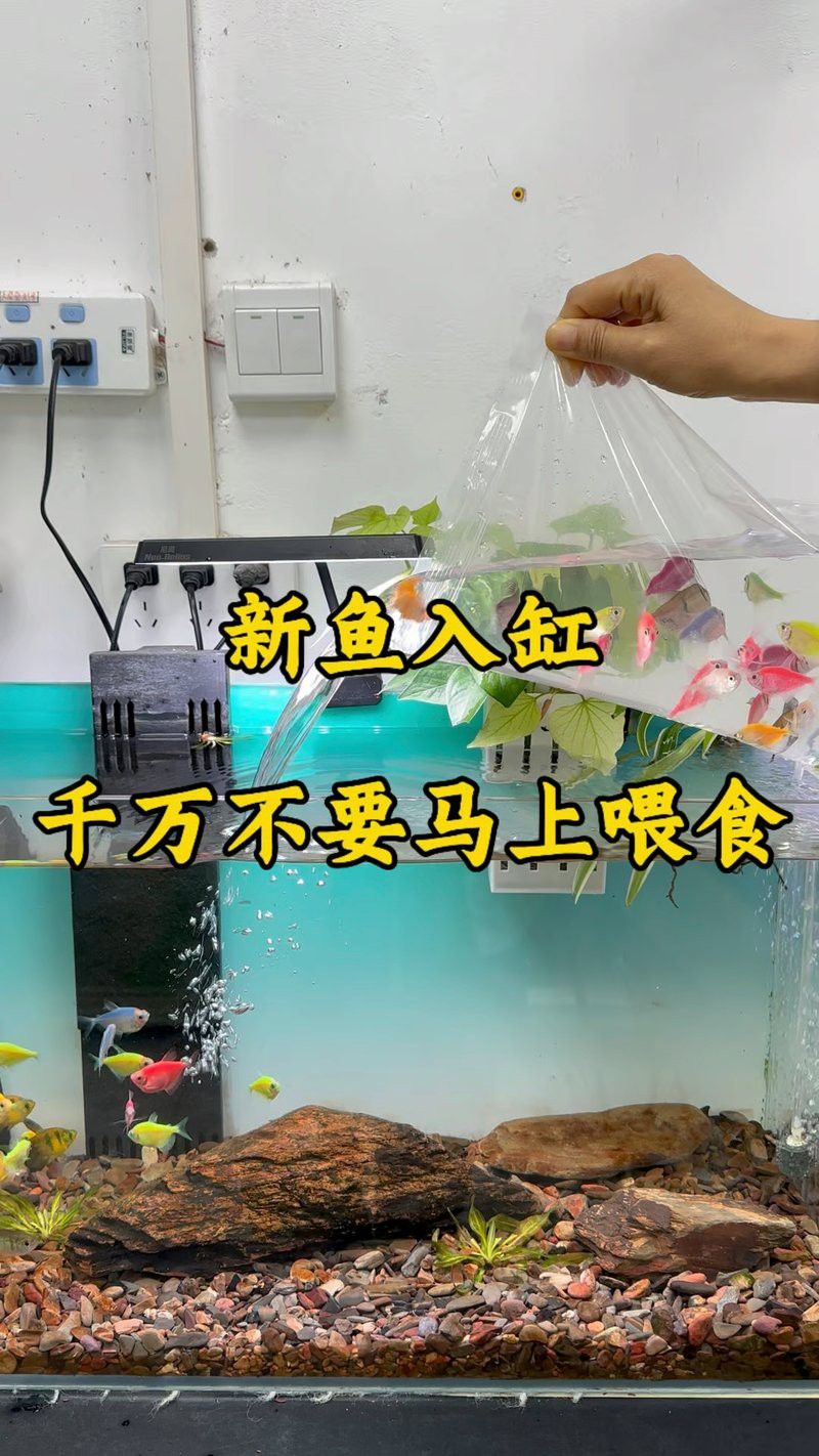 剛買回來的銀龍魚多久會吃食
