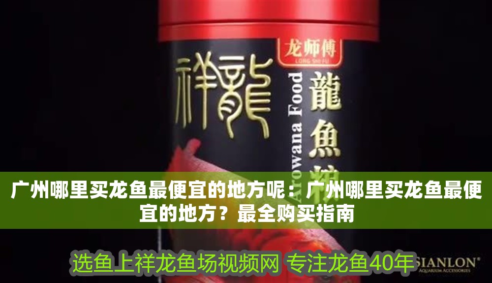 廣州哪里買龍魚最便宜的地方呢：廣州哪里買龍魚最便宜的地方？最全購買指南
