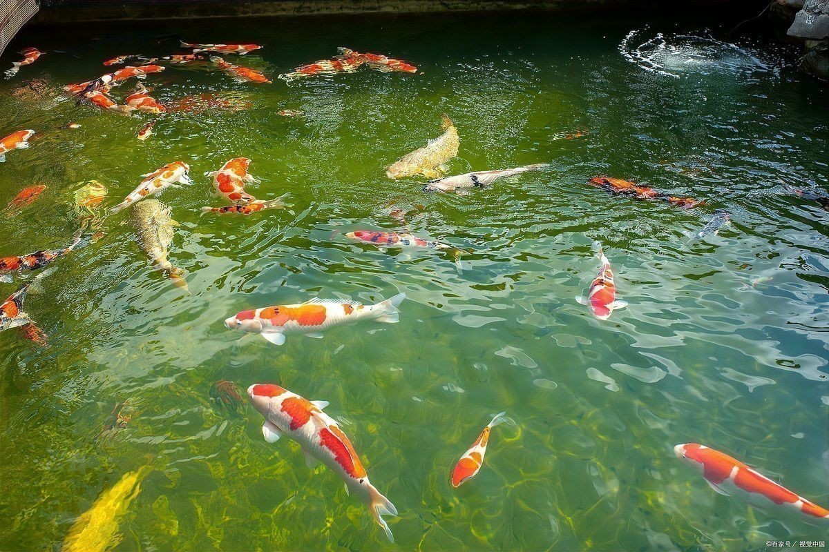如何判斷龍魚凸眼是否感染細(xì)菌？