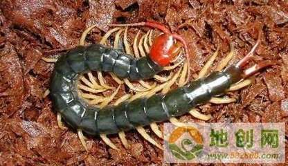 金龍魚的飼養方法，學會了你也能養出一條金龍魚：養殖金龍魚需要掌握一系列的技術與管理知識與管理知識