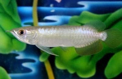 龍魚喂什么活魚好吃：龍魚喂養活體魚應注意喂食活體魚需要考慮的因素和飲食習慣