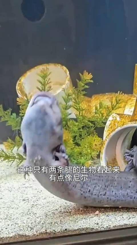 為什么六角恐龍魚不吃東西也不吃