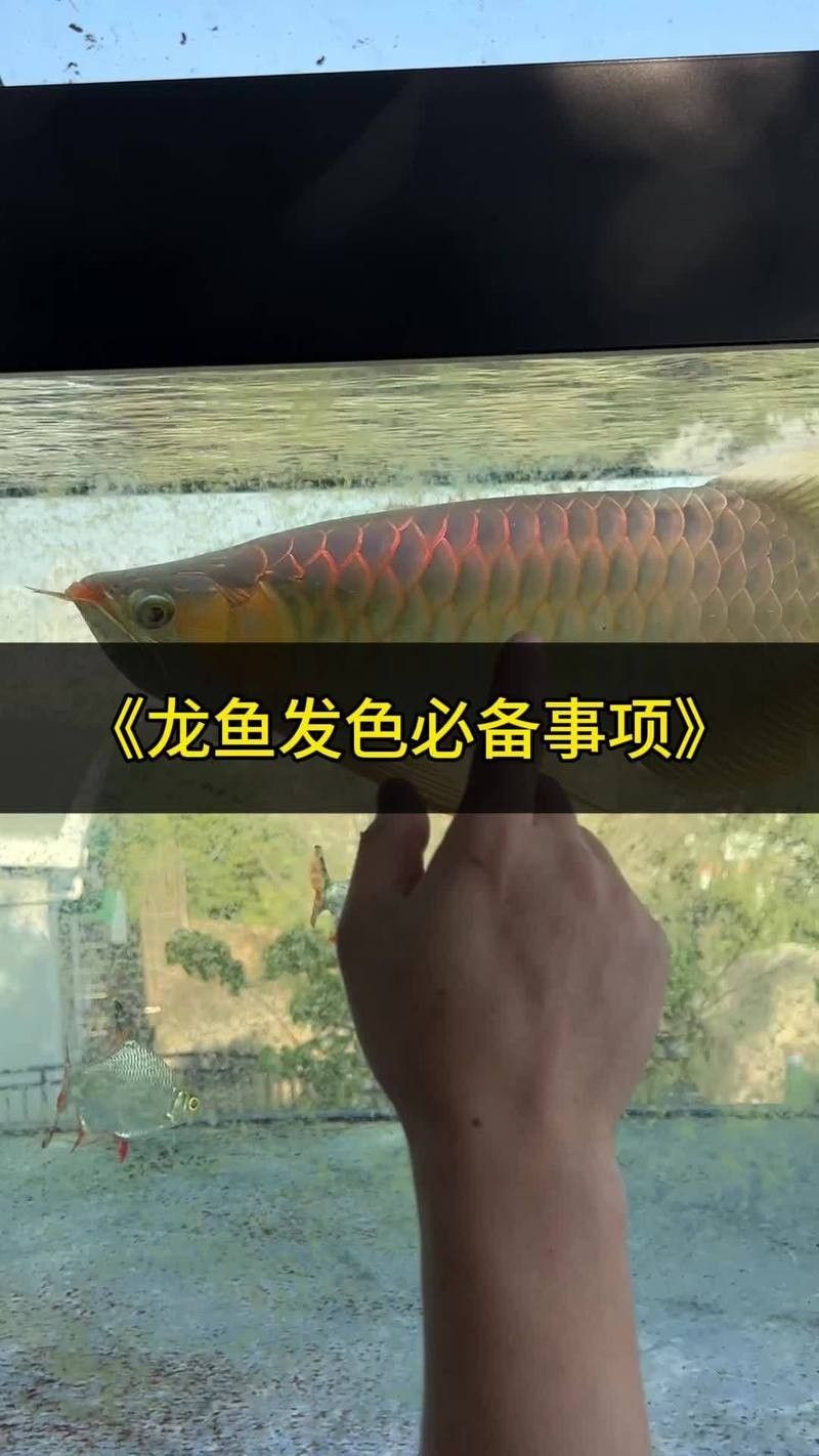 龍魚發色需要哪些營養補充？