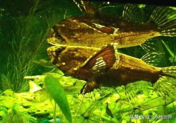 龍魚喂活蝦用拔皮嗎為什么：龍魚喂活蝦用拔皮嗎