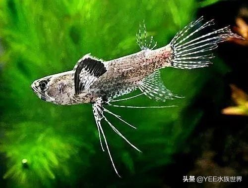 龍魚喂活蝦用拔皮嗎為什么：龍魚喂活蝦用拔皮嗎