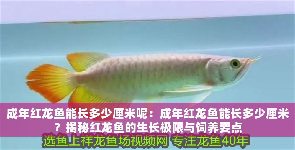 成年紅龍魚能長多少厘米呢：成年紅龍魚能長多少厘米？揭秘紅龍魚的生長極限與飼養要點