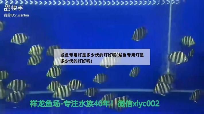 龍魚專用燈是多少伏的好：如何根據水族箱大小選燈，龍魚專用燈品牌推薦 龍魚專用燈是多少伏的好：如何根據水族箱大小選燈，龍魚專用燈品牌推薦 龍魚百科 第1張