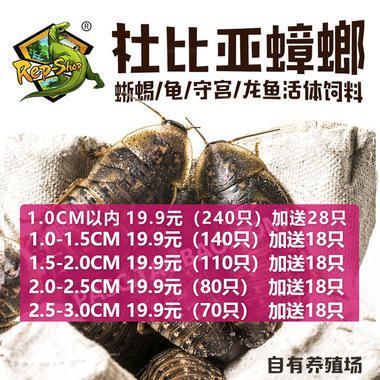 北京龍魚批發市場營業時間表：北京龍魚批發市場