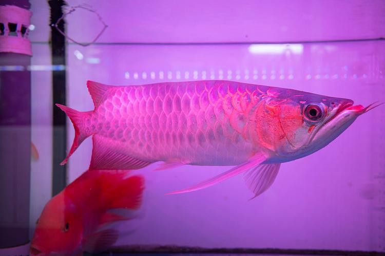 紅龍魚魚缸背景圖片高清圖大全 紅龍魚魚缸背景圖片高清圖大全 龍魚百科 第13張