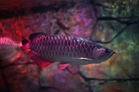 紅龍魚魚缸背景圖片高清圖大全 紅龍魚魚缸背景圖片高清圖大全 龍魚百科 第16張