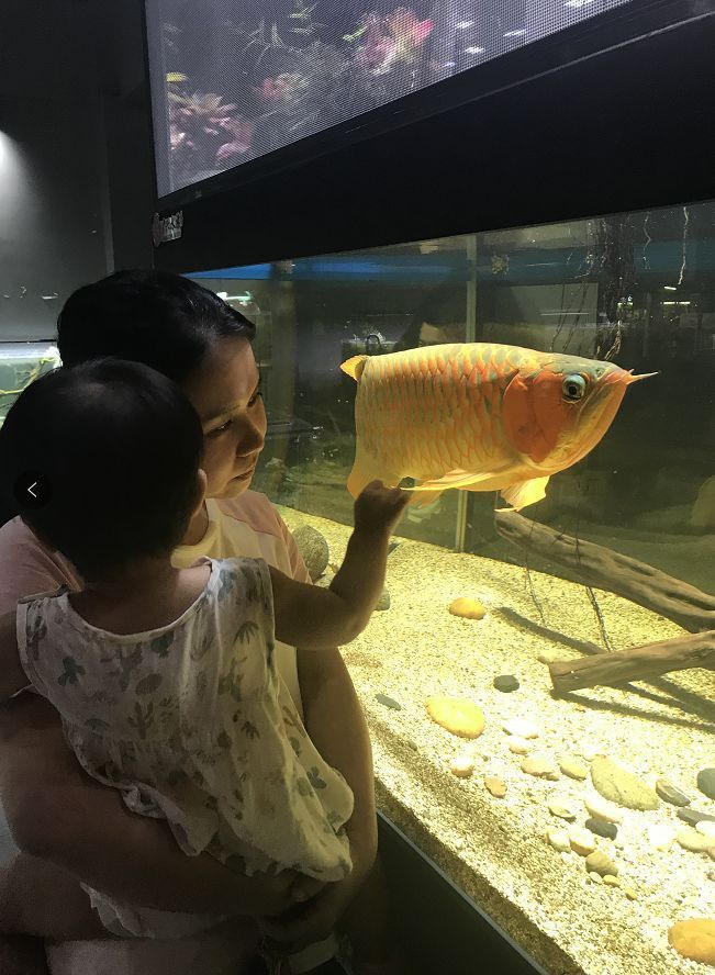 紅龍魚魚缸背景圖片高清圖大全 紅龍魚魚缸背景圖片高清圖大全 龍魚百科 第26張