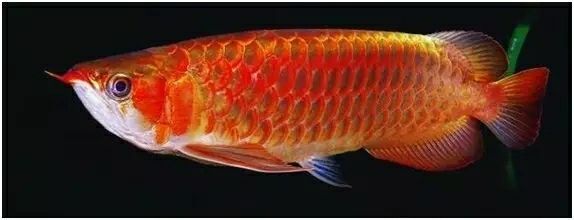養(yǎng)龍魚喂什么好：養(yǎng)龍魚時，喂食是非常重要的一部分
