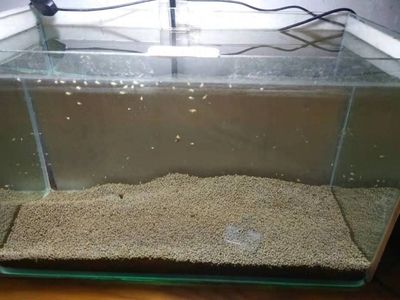 白色雷龍魚品種大全（幾種常見的白色雷龍魚品種）