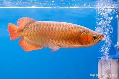 龍魚的魚鱗掉了一片還會自己長出來嗎：龍魚的鱗片掉落后是否能自我修復(fù)，如何預(yù)防龍魚掉鱗