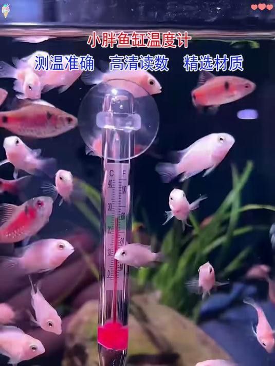 如何定期校準(zhǔn)魚缸溫度計(jì)？