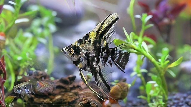 如何定期校準(zhǔn)魚缸溫度計(jì)？
