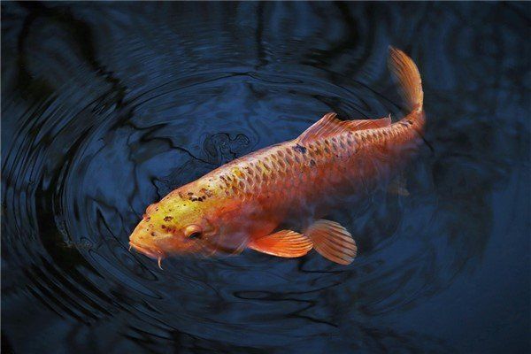 鯉魚死了預示什么
