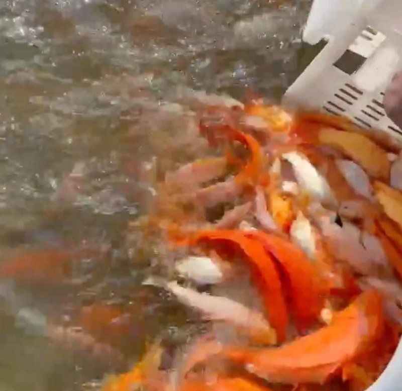 鯉魚死了預示什么