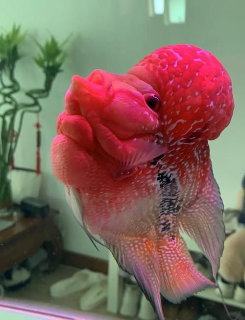 羅漢魚價格表最新圖片