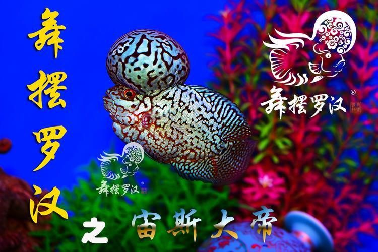 羅漢魚價格表最新圖片