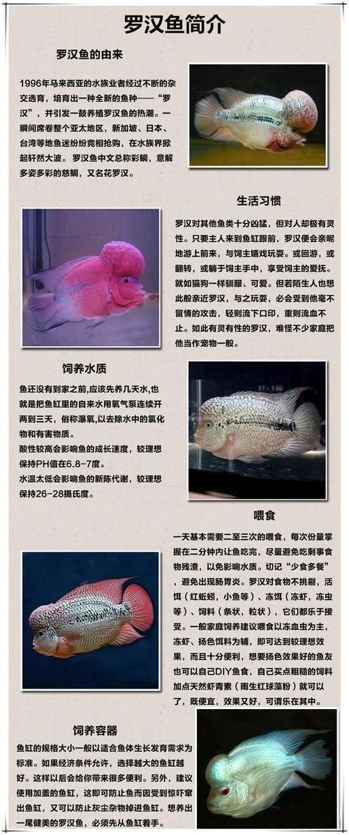 羅漢魚價格表最新圖片
