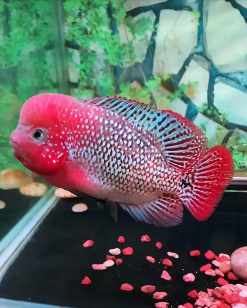 羅漢魚價格表最新圖片