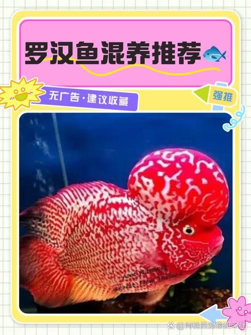 羅漢魚價格表最新圖片