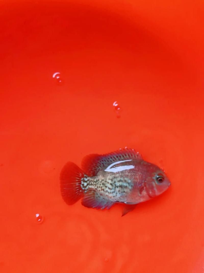 羅漢魚價格表最新圖片