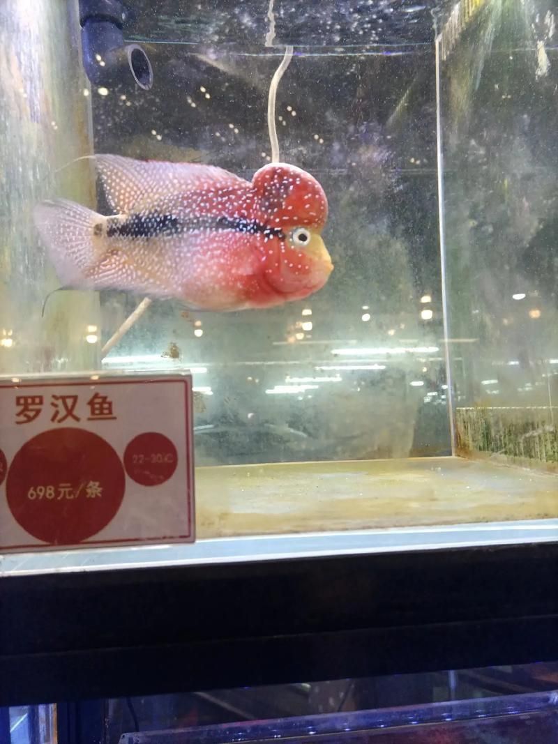 羅漢魚價格表最新圖片