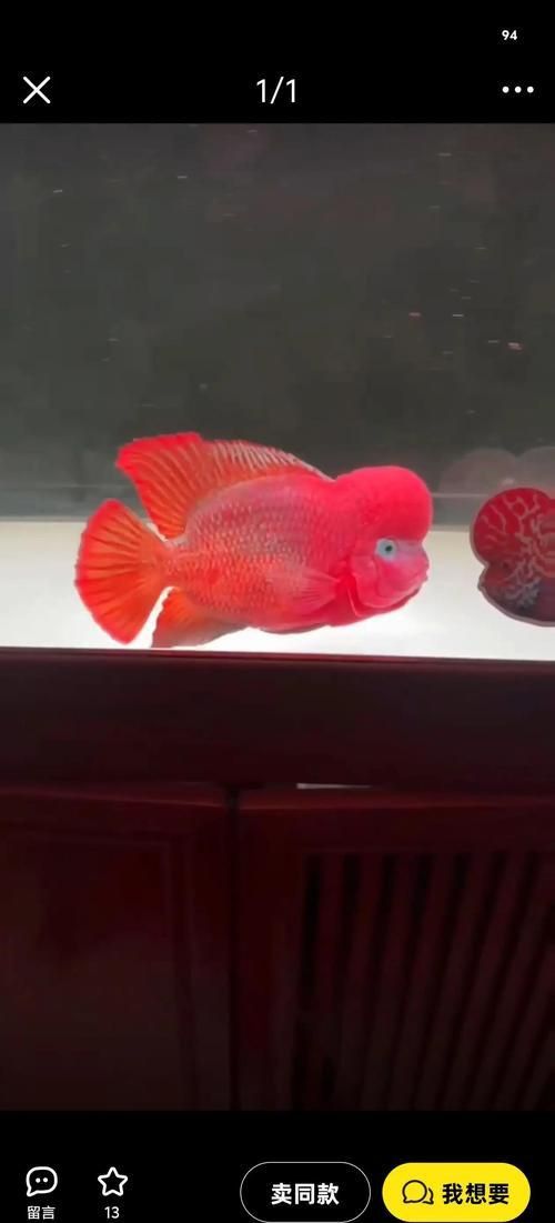 羅漢魚價格表最新圖片