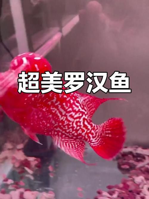 羅漢魚價格表最新圖片