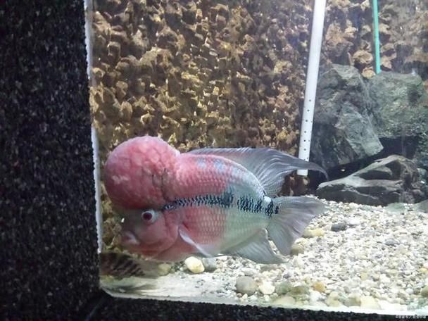 羅漢魚價格表最新圖片
