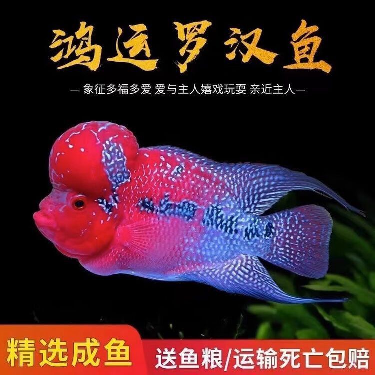 羅漢魚價格表最新圖片
