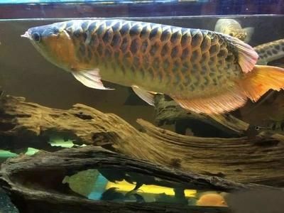 龍魚能混養嗎風險大不：關于龍魚混養的一些注意事項