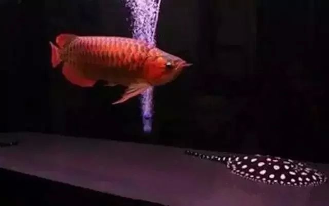 龍魚低溫過冬怎么辦：龍魚低溫過冬怎么辦，魚主人需要采取一些措施來保證安全