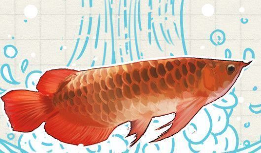 龍魚溫度多少度合適冬眠（龍魚冬季如何防病，龍魚適宜水溫波動范圍，龍魚應激反應的處理方法）