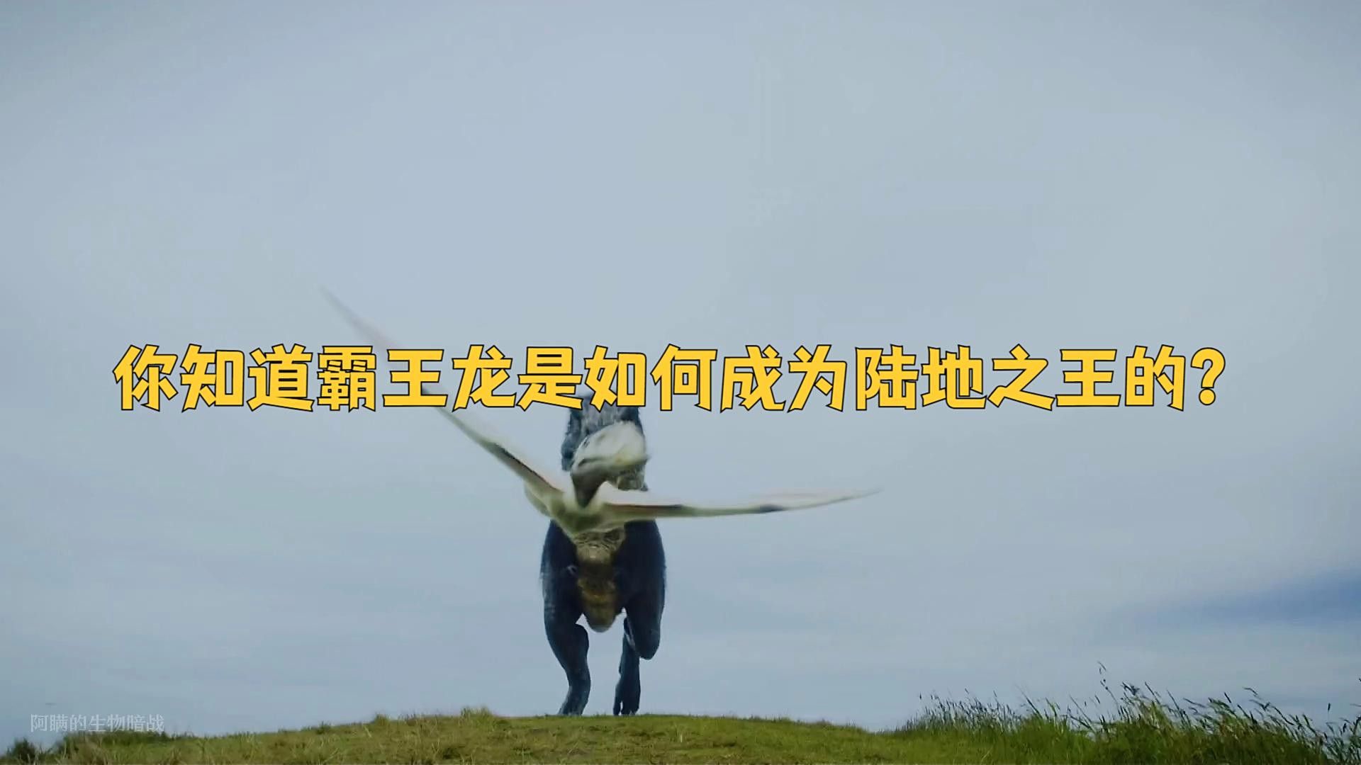 金龍魚霸王龍