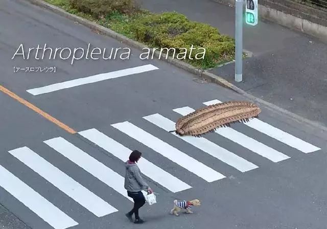 金龍魚霸王龍
