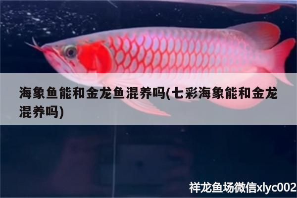 七彩海象魚能和龍魚混養嗎（七彩海象魚與龍魚可以混養嗎）