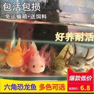 4腳龍魚最簡單處理方法（4腳龍魚的最簡單處理方法）
