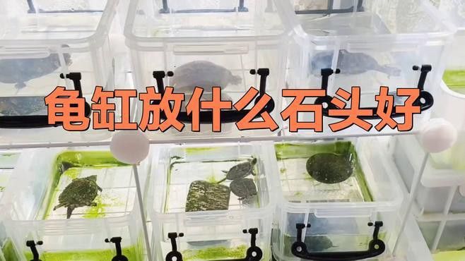 龍龜放魚缸有哪些材質選擇？