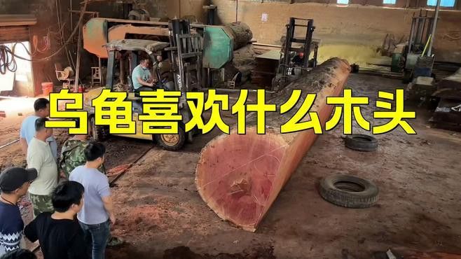 龍龜放魚缸有哪些材質選擇？