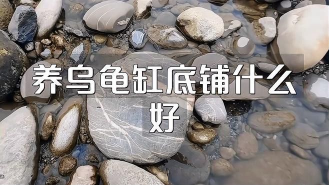 龍龜放魚缸有哪些材質選擇？