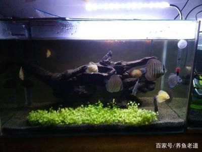 觀賞魚混養注意事項：觀賞魚混養時需要注意的要點