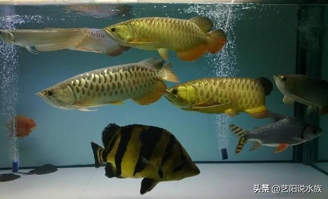 觀賞魚混養注意事項：觀賞魚混養時需要注意的要點