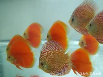 觀賞魚混養注意事項：觀賞魚混養時需要注意的要點