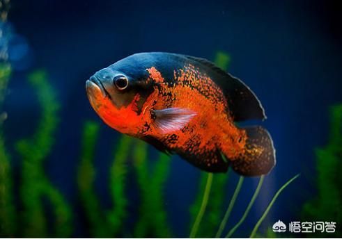 觀賞魚混養注意事項：觀賞魚混養時需要注意的要點