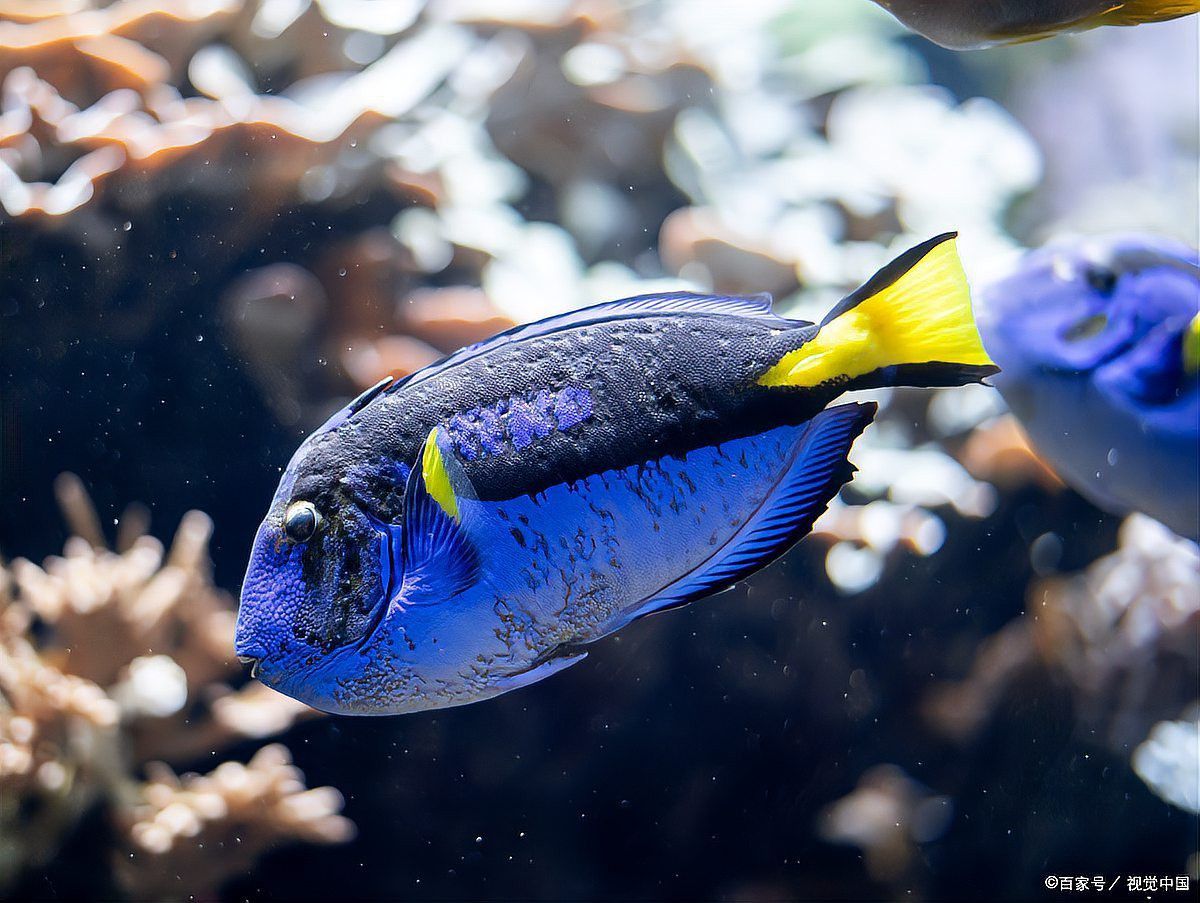 如何降低龍魚對黃粉的敏感性？