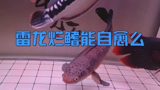 龍魚爛鰭感染會自愈嗎？